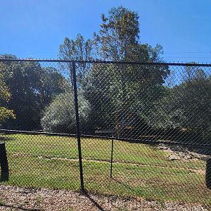 Chestatee Zoo - Tiger exhibit