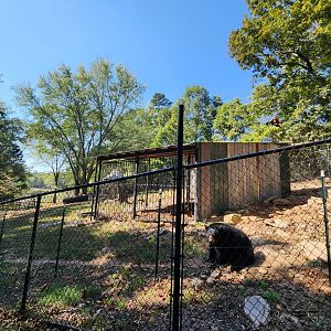 Chestatee Zoo -American Black Bear exhibit #2