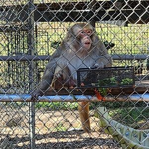 Chestatee Zoo - Rhesus Macaque
