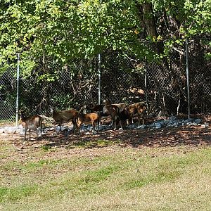 Chestatee Zoo - Mouflon herd