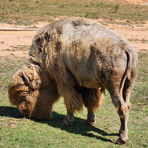 Chestatee Zoo - American Bison (blonde)