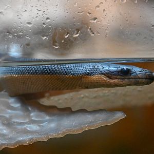 Yellowbelly Sea Snake