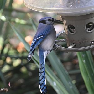 Blue jay (Cyanocitta cristata)