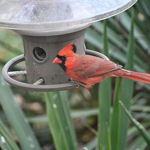 Northern cardinal (Cardinalis cardinalis)