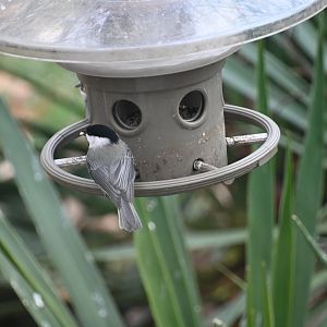 Carolina chickadee (Poecile carolinensis)
