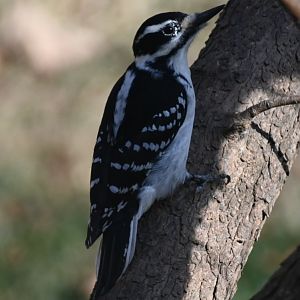 Hairy woodpecker (Leuconotopicus villosus)