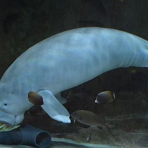 Dugong