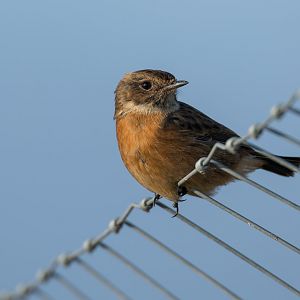 Stonechat (m), wild, UK