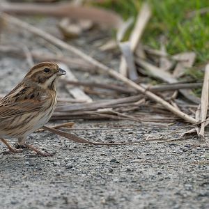 Reed Bunting (f), wild, UK