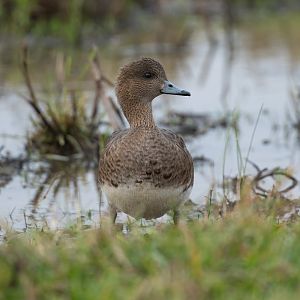 Eurasian Wigeon, wild, UK