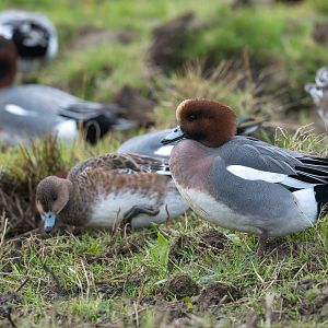Eurasian Wigeon, wild, UK