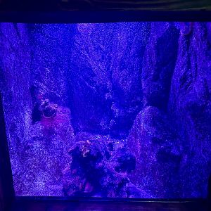 South Coast Shipwreck - Tank 1