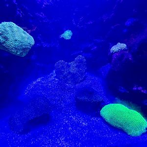 South Coast Shipwreck - Tank 3