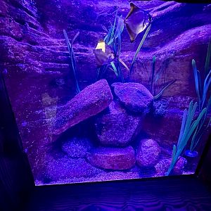 Silver Moony Exhibit