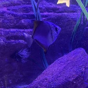 Silver moony (Monodactylus argenteus)