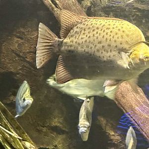 Spotted butterfish (Scatophagus argus)