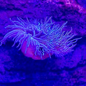 Magnificent anemone (Heteractis magnifica)