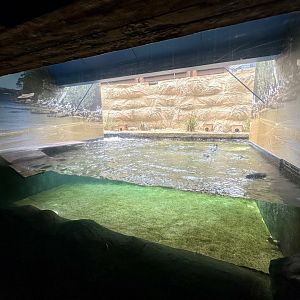 Little Blue Penguin Exhibit