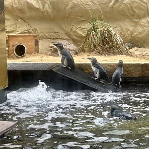 Little blue penguin (Eudyptula minor)