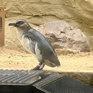 Little blue penguin (Eudyptula minor)