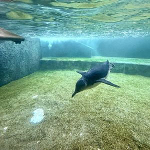 Little Blue Penguin Exhibit (Underwater Viewing)