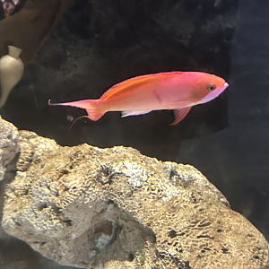 Redbar anthias (Pseudanthias cooperi)