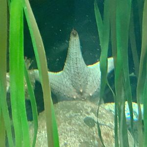 Regular star (Pentaceraster regulus)