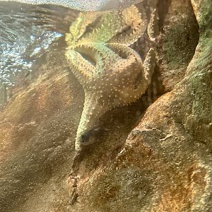 Regular star (Pentaceraster regulus)