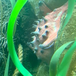 Chocolate chip starfish (Protoreaster nodosus)