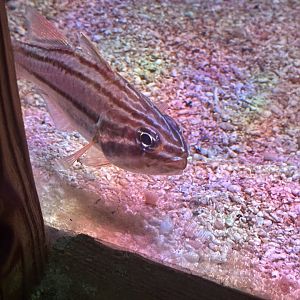 Four-banded soldierfish (Ostorhinchus limenus)