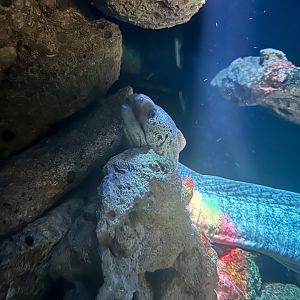 Sieve-patterned moray eel (Gymnothorax cribroris)