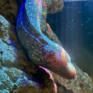 Sieve-patterned moray eel (Gymnothorax cribroris)