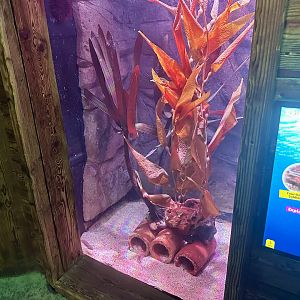 Soldierfish Exhibit