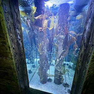 Port Jackson Glassfish Exhibit