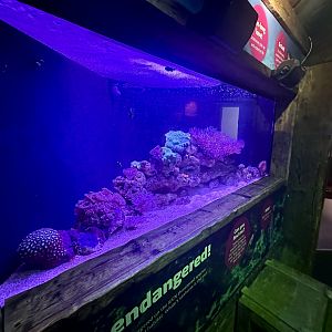Coral Reef Exhibit