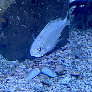 Common silverbiddy (Gerres subfasciatus)