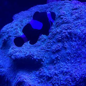 Black ocellaris clownfish (Amphiprion ocellaris)