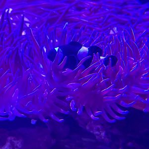 Black ocellaris clownfish (Amphiprion ocellaris)