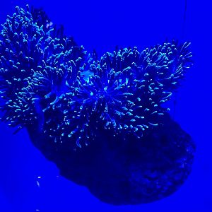 Magnificent anemone (Heteractis magnifica)