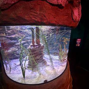 Seahorse Exhibit