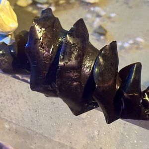 Port Jackson Shark Egg Case