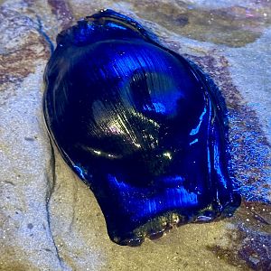 Epaulette Shark Egg Case