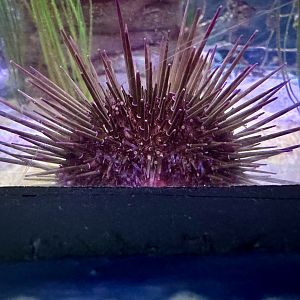 Purple sea urchin (Heliocidaris erythrogramma)