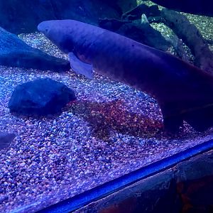 Australian lungfish (Neoceratodus forsteri)