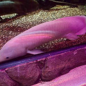 Australian lungfish (Neoceratodus forsteri)