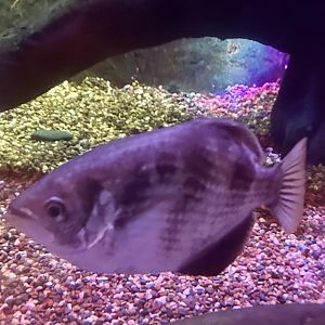 Spotted archerfish (Toxotes chatareus)