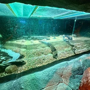 Mudskipper Exhibit