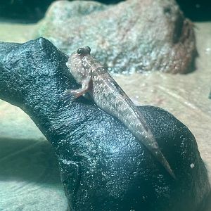 Silverlined mudskipper (Periophthalmus argentilineatus)