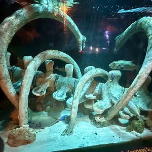 Jurassic Seas Precinct