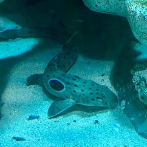 Epaulette shark (Hemiscyllium ocellatum)